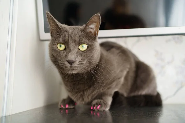 A gray cat of the Chartreux breed with pink lacquered claws. pets in the family. — Fotografia de Stock