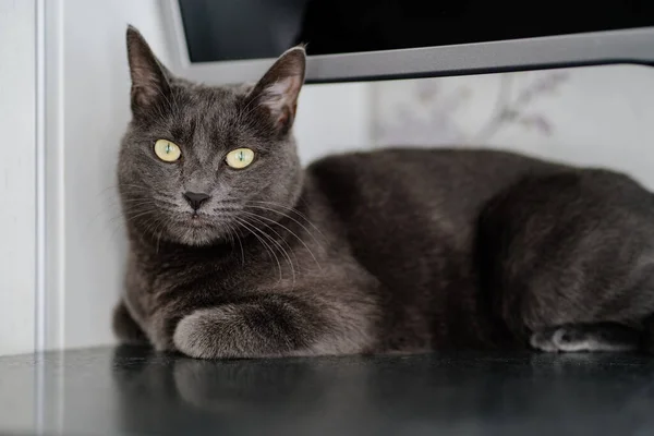 A gray cat of the Chartreux breed. pets in the family. — Fotografia de Stock