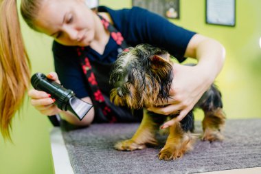 Saç kurutma makinesi ve Yorkshire Teriyeri tarağıyla kurutuluyor.