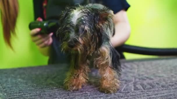 Groomer se seca con un secador de pelo de Yorkshire Terrier — Vídeo de stock