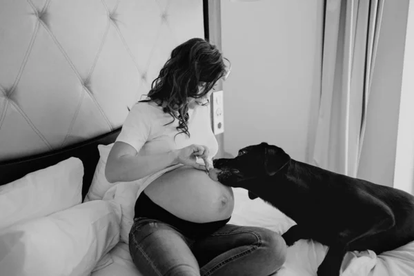 Ventre de la femme enceinte est enduit de sorte que le chien lèche l'estomac pour la séance photo. — Photo