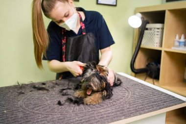 Yorkshire Teriyeri 'nin tımar kesimleri hayvanlar için saç kesim makinesiyle yapılıyor..