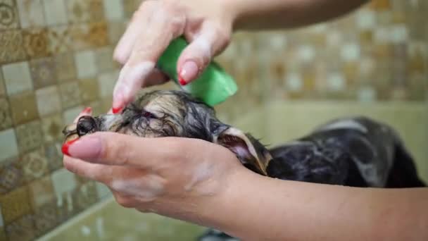로머는 요크셔 테리어의 샤워실 에서 목욕 한다 — 비디오