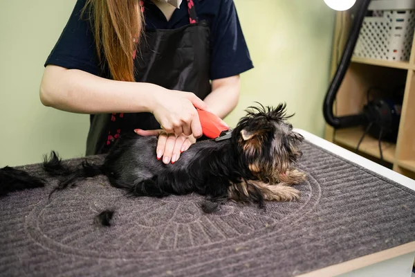 Cortes de peluquería de Yorkshire Terrier por máquina de corte de pelo para animales. —  Fotos de Stock
