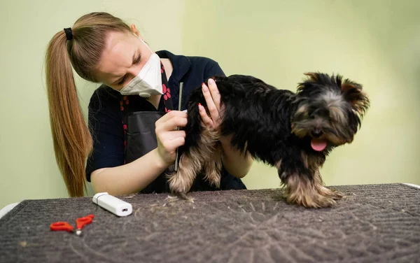 Peines de Yorkshire Terrier. extras en la tienda de mascotas —  Fotos de Stock