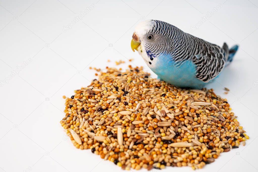 Blue wavy parrot eats bird food on a white background. pet shop.