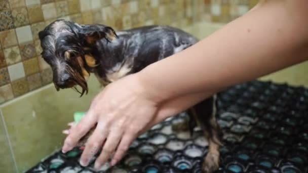 Groomer kąpie się pod prysznicem Yorkshire Terrier — Wideo stockowe