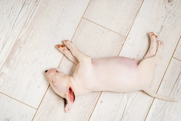 Een mini stier terriër puppy slaapt op de vloer. — Stockfoto