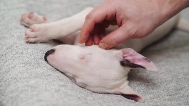 Bir adam, gri bir battaniyenin üzerinde uyuyan küçük bir köpek yavrusunu elleriyle okşar.