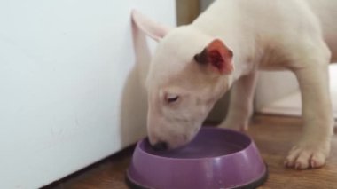 a mini bull terrier puppy drinking water from a purple bowl