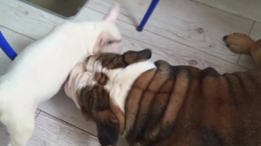 Küçük bir teriyer köpeği yetişkin bir İngiliz bulldoguyla oynar.. 