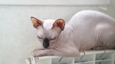 Kanadalı bir Sphynx cinsinin tüysüz kedisi ısıtma kaloriferinde uyur.. 