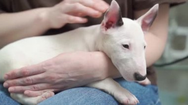 Kotlu bir kadının kollarında küçük bir köpek yavrusu..