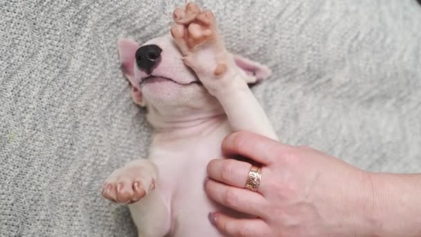 A womans hand strokes a mini bull terrier puppy sleeping on a gray blanket. — Stok video