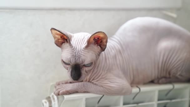 Um gato sem pêlos da raça de Esfinge canadense dorme em um radiador de aquecimento. — Vídeo de Stock