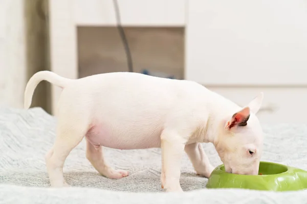 Un cachorro mini bull terrier come comida especial de un tazón verde. —  Fotos de Stock