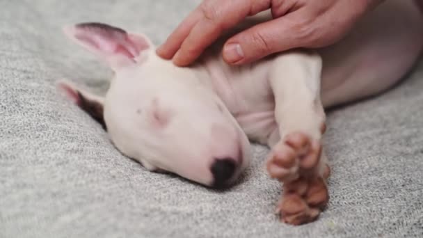 A człowiek ręka głaszcze a mini byk terrier szczeniak śpi na a szary koc — Wideo stockowe
