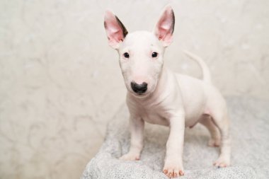 Gri battaniyeli şirin bir köpek yavrusu.. 