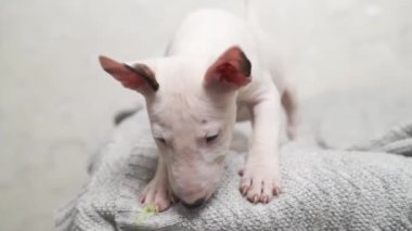 Gri battaniyeli şirin bir köpek yavrusu.. 