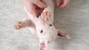 Battaniyeye uzanmış köpek yavrusunun göbeğini okşayıp oynatıyorlar..