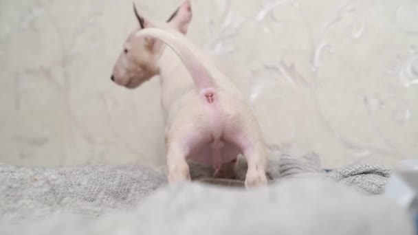 Visão traseira. bonito mini bull terrier filhote de cachorro em um cobertor cinza. — Vídeo de Stock