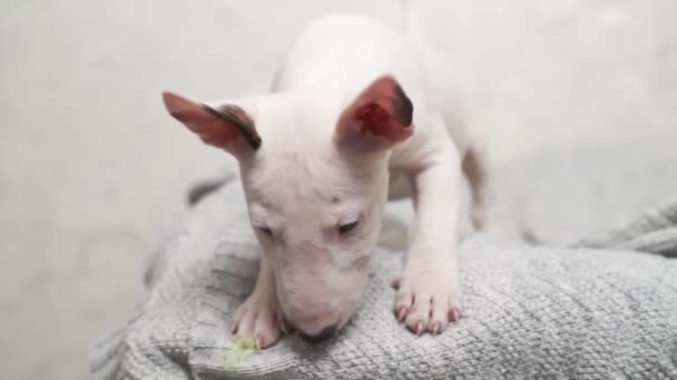 Schattig mini bull terrier puppy op een grijze deken. — Stockvideo
