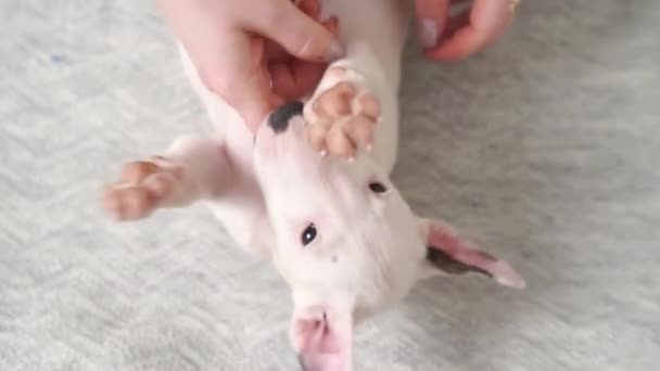 Hände spielen und Bauch des Mini-Bullterrier-Welpen streicheln, der auf dem Rücken auf Decke liegt. — Stockvideo
