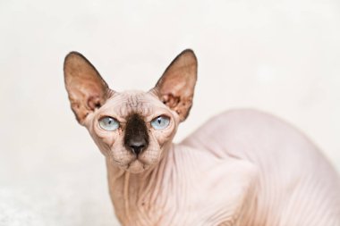 Kanada Sphynx 'i. Kılsız kedi cini. hipoalerjenik hayvan. 