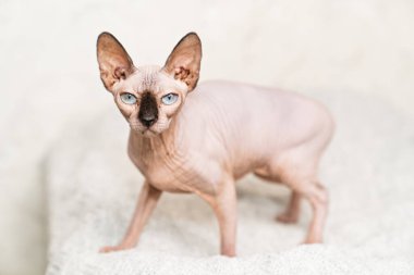 Kanada Sphynx 'i. Kılsız kedi cini. hipoalerjenik hayvan. 