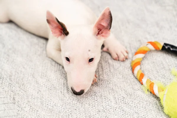 Schattig mini bull terrier puppy spelen met speelgoed op een grijze deken. — Stockfoto