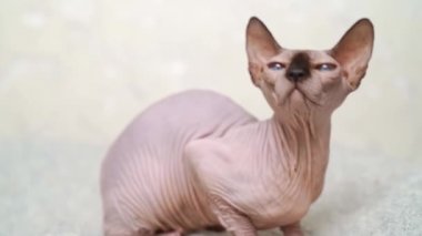 Kanada Sphynx 'i. Kılsız kedi cini. hipoalerjenik hayvan. 