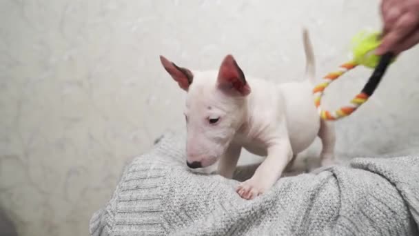 Bonito mini bull terrier filhote de cachorro brincando com brinquedo em um cobertor cinza. — Vídeo de Stock