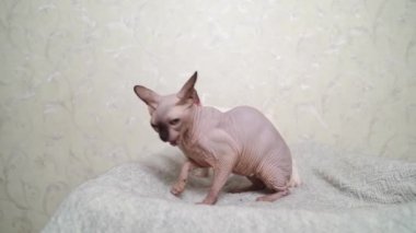 Gri bir battaniye üzerinde küçük bir köpek yavrusu ve Kanadalı bir Sphynx kedisi.