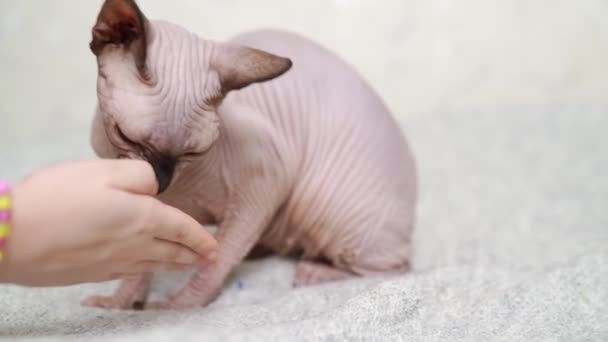 Canadian Sphynx eats with a childs pen. cat breed without hair. — Αρχείο Βίντεο