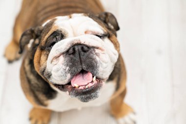 İngiliz Bulldog 'u. Evde büyük bir safkan köpek var..