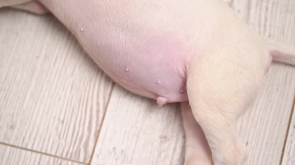 Tummy of a mini bull terrier puppy sleeping on the floor. — Stockvideo