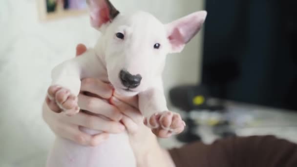 A woman holds a mini bull terrier puppy in her hands. — Stockvideo