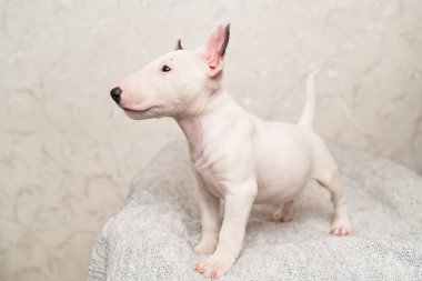 Gri battaniyeli şirin bir köpek yavrusu.. 