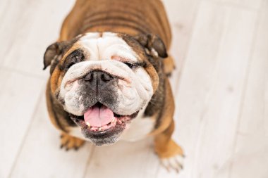 İngiliz Bulldog 'u. Evde büyük bir safkan köpek var..