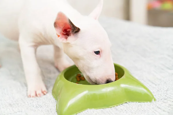 Un cachorro mini bull terrier come comida especial de un tazón verde. —  Fotos de Stock