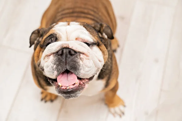 Bulldog inglés. un perro de raza pura adulto grande en casa. —  Fotos de Stock