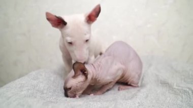 Gri bir battaniye üzerinde küçük bir köpek yavrusu ve Kanadalı bir Sphynx kedisi.