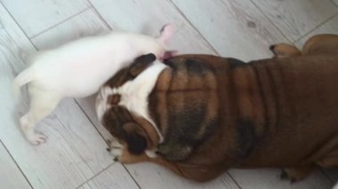 Küçük bir teriyer köpeği yetişkin bir İngiliz bulldoguyla oynar.. 