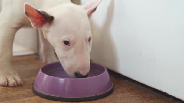 A mini bull terrier puppy drinking water from a purple bowl — Wideo stockowe