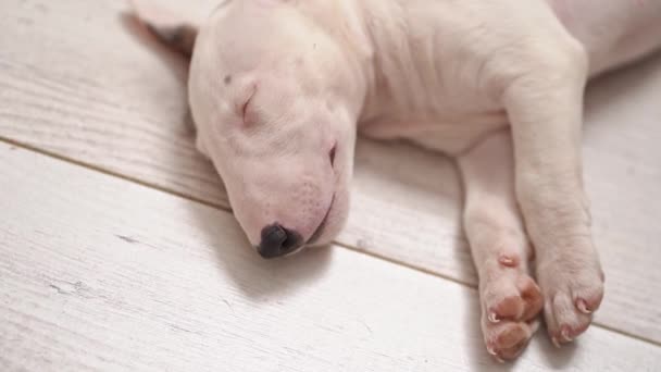 A mini bull terrier szczeniak śpi na podłodze. — Wideo stockowe