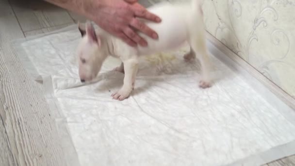 Männerhände legen einen Mini-Bullterrier-Welpen auf eine Einwegwindel — Stockvideo