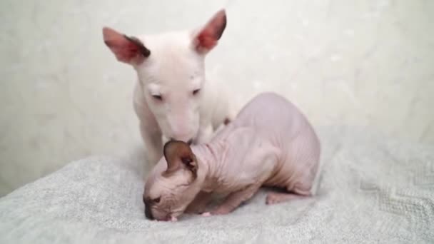 Un chiot mini taureau terrier et un chat canadien Sphynx ensemble sur une couverture grise. — Video