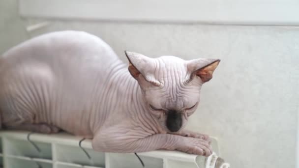 Un chat sans poils de la race Canadian Sphynx dort sur un radiateur chauffant. — Video