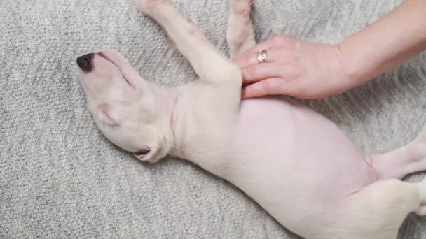 A womans hand strokes a mini bull terrier puppy sleeping on a gray blanket. — Vídeo de Stock