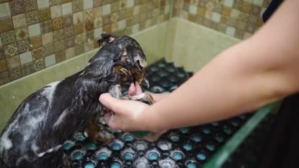 Groomer se baña en la ducha de Yorkshire Terrier — Vídeos de Stock